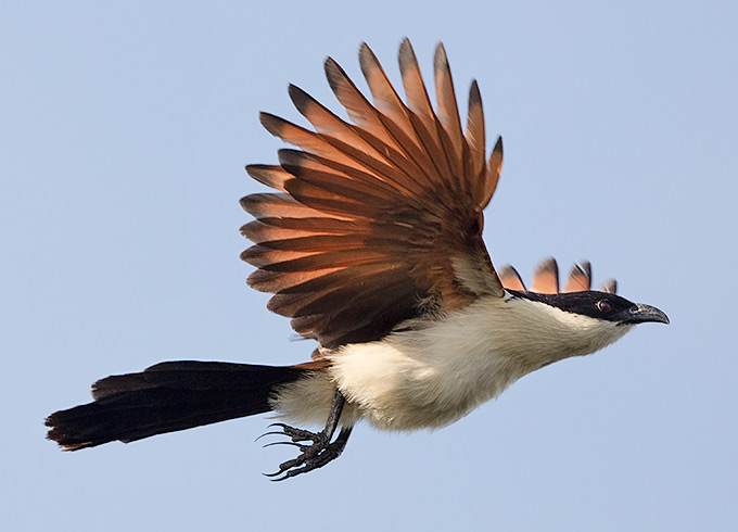 Coppery-tailed Coucal in flight